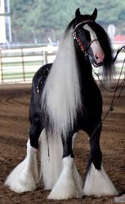 Beautiful Horse Hayvanlar Hayvan Ve Vahsi Atlar