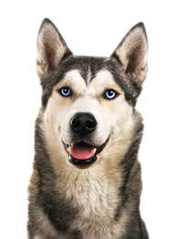Husky Appearance Eyes Coat Color Breed Tails Of The