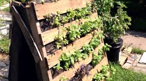 Vertikal Gardening Video Forum