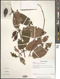 Image result for Belonophora coffeoides