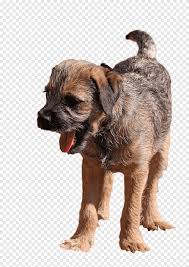 We did not find results for: Le Border Terrier Puppy Border Collie American Staffordshire Terrier Chiot Animaux Carnivore Png Pngegg