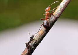 Check spelling or type a new query. Gartentipps Ameisen Wirksam Vertreiben Ç€ Husmann Blog