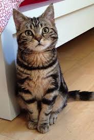 ɴᴏᴅᴇ Warriors Characters Shadowclan 1 Cute Cats Pretty Cats Cute Cats And Kittens