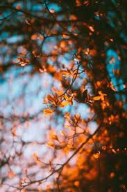 Pin By Lizbethmvcruz On Cute Wallpapers Fall Wallpaper Tumblr Fall Backgrounds Iphone Fall Wallpaper