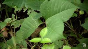 Spring is here and summer is around the corner. Mayo Clinic Minute How To Treat Poison Ivy Rash Mayo Clinic