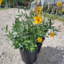 Image result for Monopsis zeyheri