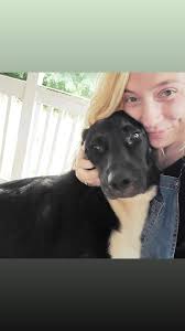 There is a deceased adult Shepard in the grass right across the road from  Rudy's country. It's