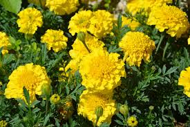 We'll track players' scores to their emails, names or another identifier of your choice. Carnations Of India Yellow Flowers Free Photo On Pixabay