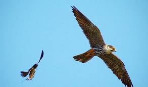 falcon images dogan kusu nasil yakalanir