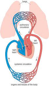 Human Biology Circulatory System Pathwayz
