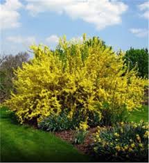 Flowering ornamentals such as white dogwoods often fall. Forsythia Colorful Shrubs Fast Growing Trees Growing Tree
