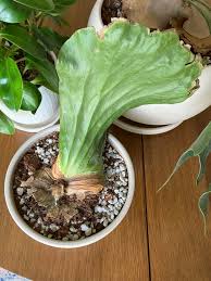 Image result for Platycerium elephantotis