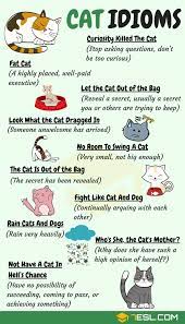 Cat Idioms 30 Useful Cat Idioms Sayings In English 7esl English Idioms Idioms Cat Idioms