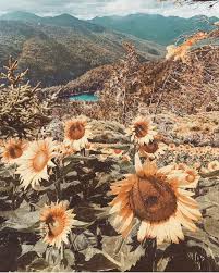 Sunflower iphone wallpaper iphone background wallpaper tumblr wallpaper cool wallpaper trendy wallpaper spring wallpaper image about vintage in aesthetic by ŧöяƒαттαяє. Vintage Artsy Sunflower Aesthetic