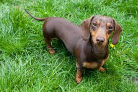 The sporty and devoted dachshund is an elongated, vigorous, muscular dog with short legs. The Right Way To Pronounce Dachshund Mental Floss