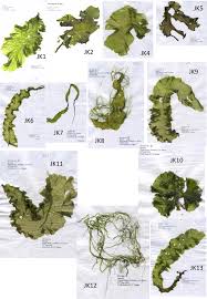 Image result for Ulva rigida