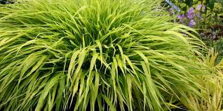 Conception et création de jardin, vente en ligne de produits l'aménagement des jardins japonais. 10 Plantes Vivaces Pour Jardin Japonais