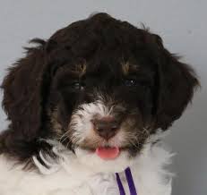 We breed red goldendoodle puppies and deliver to grand rapids, detroit, lansing, chicago, cleveland and indianapolis. English Teddy Bear Parti Multigen Goldendoodle Puppies Available Hand Raised In Our Home Gorgeous Brown White Parti Male Female Doodles For Sale In Crystal Michigan Classified Americanlisted Com