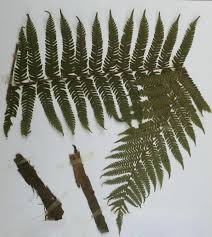Image result for Cyathea manniana