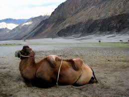 In india, double humped camel is living in nobra valley of ladakh region at an altitude of 18,300ft. Double Humped Camels Picture Of Nubhra Valley Kashmir Tripadvisor