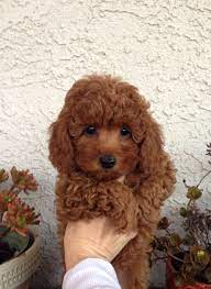 Redhead Poodle Puppy Poodle Haircut Poodle Puppy Standard