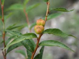 Image result for Excoecaria bussei