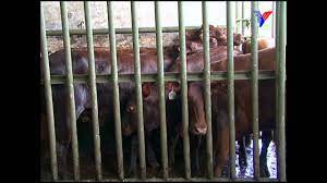 Mengadakan tinjauan di kompleks abatoir jabatan perkhidmatan veterinar (dvs) di kota bharu, kelantan yang merupakan salah satu daripada tiga rumah sembelih ruminan yang terdapat di kelantan. Jabatan Perkhidmatan Veterinar Negeri Sembilan Youtube