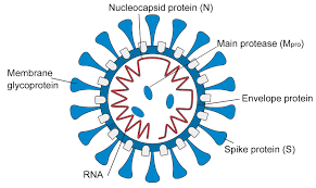 However, some changes may affect the virus's properties, such as how easily it spreads, the associated disease severity, or the performance of vaccines, therapeutic medicines, diagnostic tools, or other public health and social measures. Sars Cov 2 Antigens Biozol