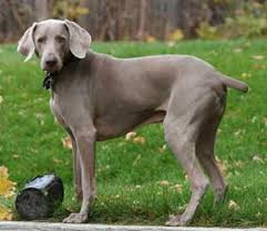 And I Want It To Grow Up And Look Like This With Images Weimaraner Dogs Weimaraner Puppies Weimaraner