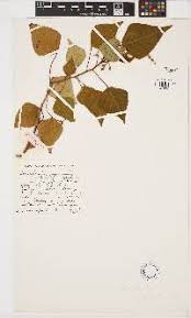 Image result for Jatropha botswanica