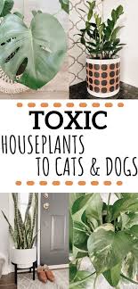 pin on house plants dog safe plants poisonous house plants common house plants