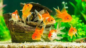 Ikan hias air tawar ini berasal dari amazon. 12 Jenis Ikan Hias Air Tawar Yang Mudah Dipelihara Cocok Bagi Pemula Hot Liputan6 Com