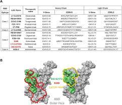 Discovery of a potent SARS-CoV-2 RBD specific human monoclonal antibody
