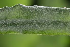 Image result for Pyrrosia rhodesiana