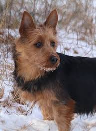 Bathroom canisters australian terrier pictures. 100 Australian Terrier S With Natural Tails Bred And Or Shown In The Usa Ideas Australian Terrier Breeds Dogs