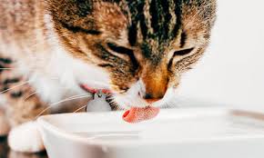 Normal heart rate, respiratory rate, and temperature for cats. Do Cats Drink Water Cat Hydration Dehydration Guide Purina