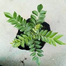 Pokok kari atau nama saintifiknya murraya koenigii banyak dijumpai di india, sri lanka, bangladesh dan kepulauan andaman. Anak Pokok Daun Kari Organik Murah Curry Leaf Plant Shopee Malaysia