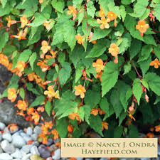 Image result for Begonia sutherlandii