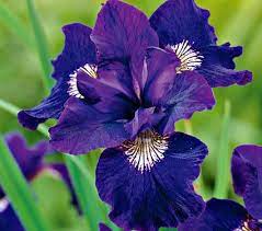 Iris Sibirica Shirley Pope Common Name Siberian Iris Hardiness Zone 3 8 S 3 9 W Height 30 Deer Resistant Perennials White Flower Farm Iris Flowers