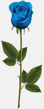 Setiap warna mawar melambangkan nilai tertentu. Mawar Biru Png Pngwing