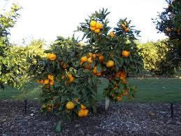 Citrus trees are some of the easiest fruit trees to grow in your home garden. How To Plant A Dwarf Mandarin Tree Youtube