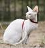 Cornish Rex Rescue ― ADOPTIONS