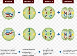 The interphase continuum of stages, g1, s, and g2, begins the process in which the cell grows and matures (g1), followed by the s phase in which the dna is copied. Meiosis Prophase Mitosis Cell Division Chromosome Png 1600x1154px Meiosis Anaphase Ball Biology Cell Download Free