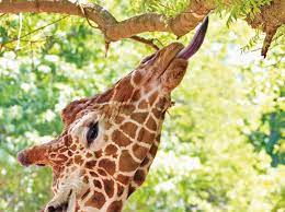 We did not find results for: Why Do Giraffes Have Purple Tongues Bbc Science Focus Magazine