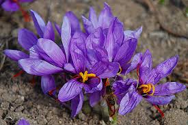 Nhuỵ hoa nghệ tây: Công dụng và cách ...