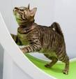 Ocicat Kittens For Sale by Reputable Breeders | Pets4You