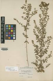 Image result for Hypericum peplidifolium