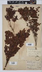 Image result for Diospyros chamaethamnus