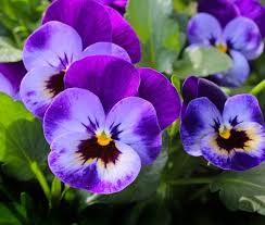 Available plants for usda plant hardiness zone 6. 21 Easy To Grow Flowers For Beginners Garden Design