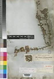 Image result for Gymnosporia arbutifolia